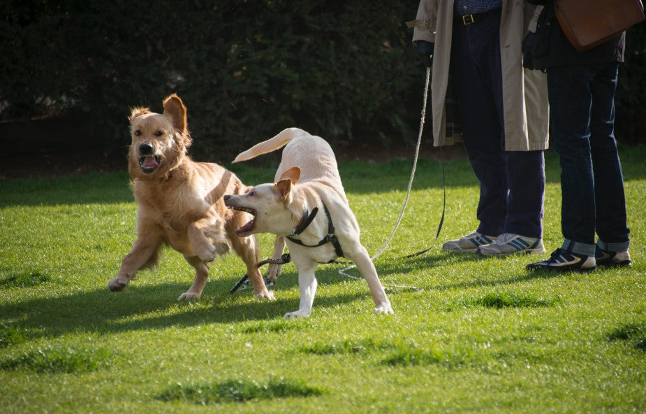 Why Do Dogs Bark? Unraveling the Canine Communication Code – PaiPaitek