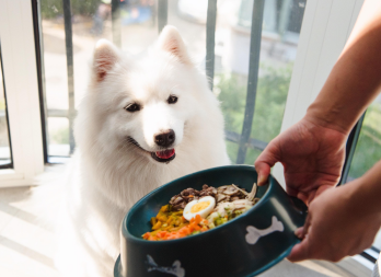 Caution! The following fruits and vegetables are not appropriate for canine consumption.