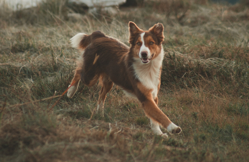 How to use the e collar to train your dog to listen off leash？