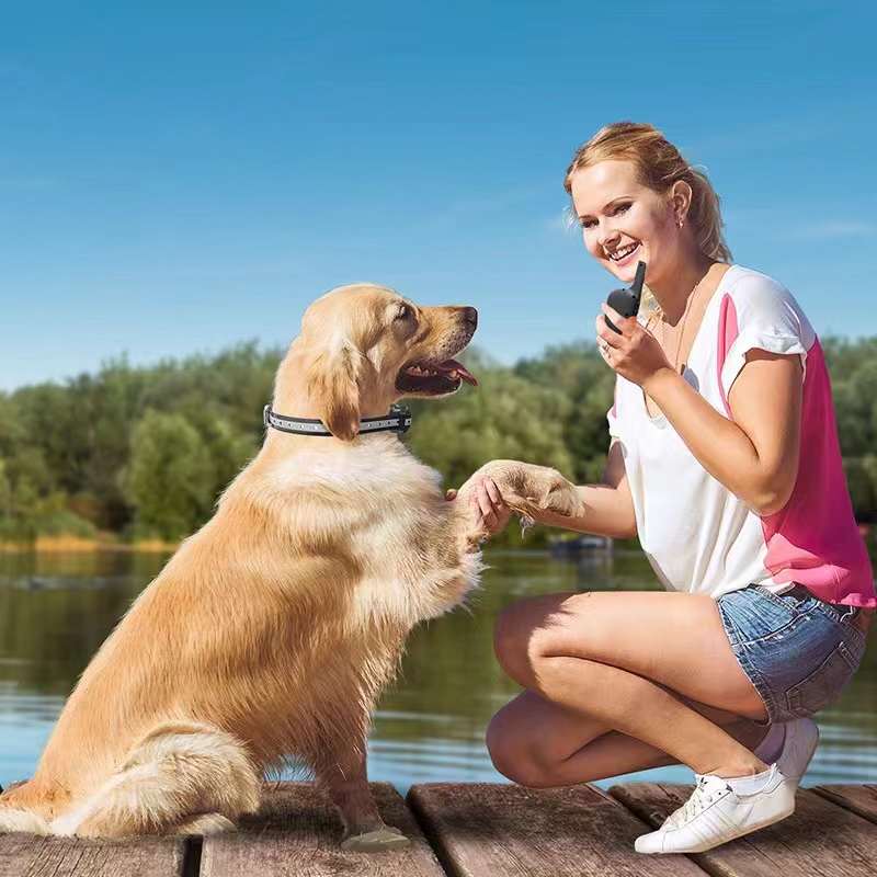 Two pet dogs were poisoned to death! How should we protect our beloved pets.