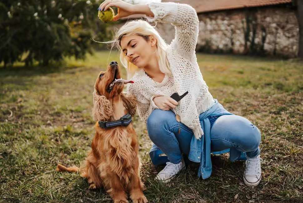 The 5 taboos for training dogs must not be violated!