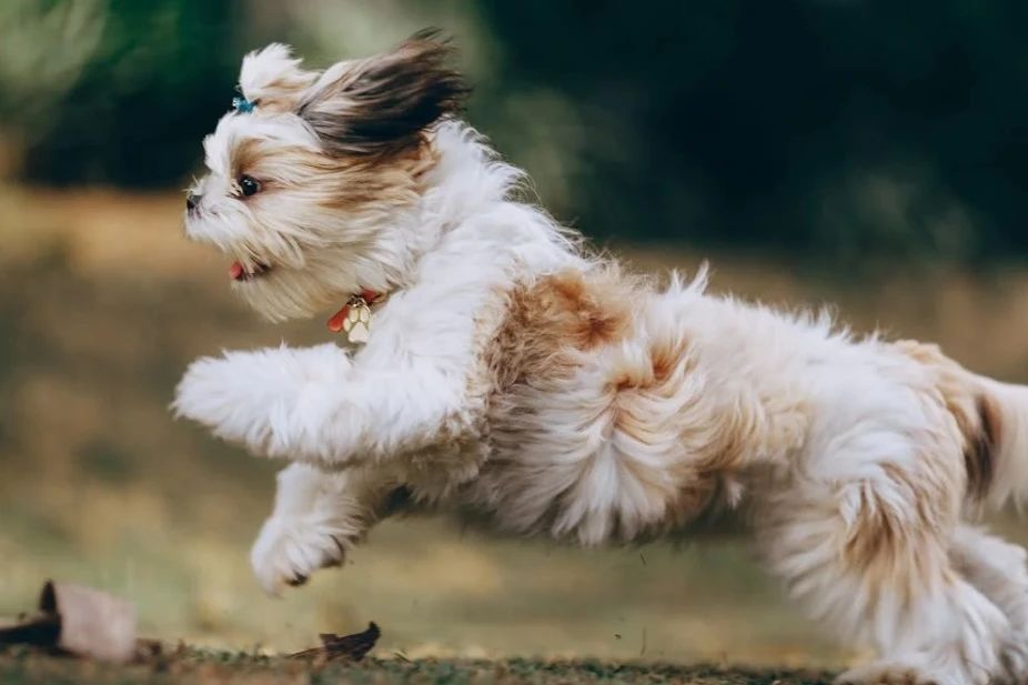 Dog Growth Profile: Inner Secrets at Different Ages!