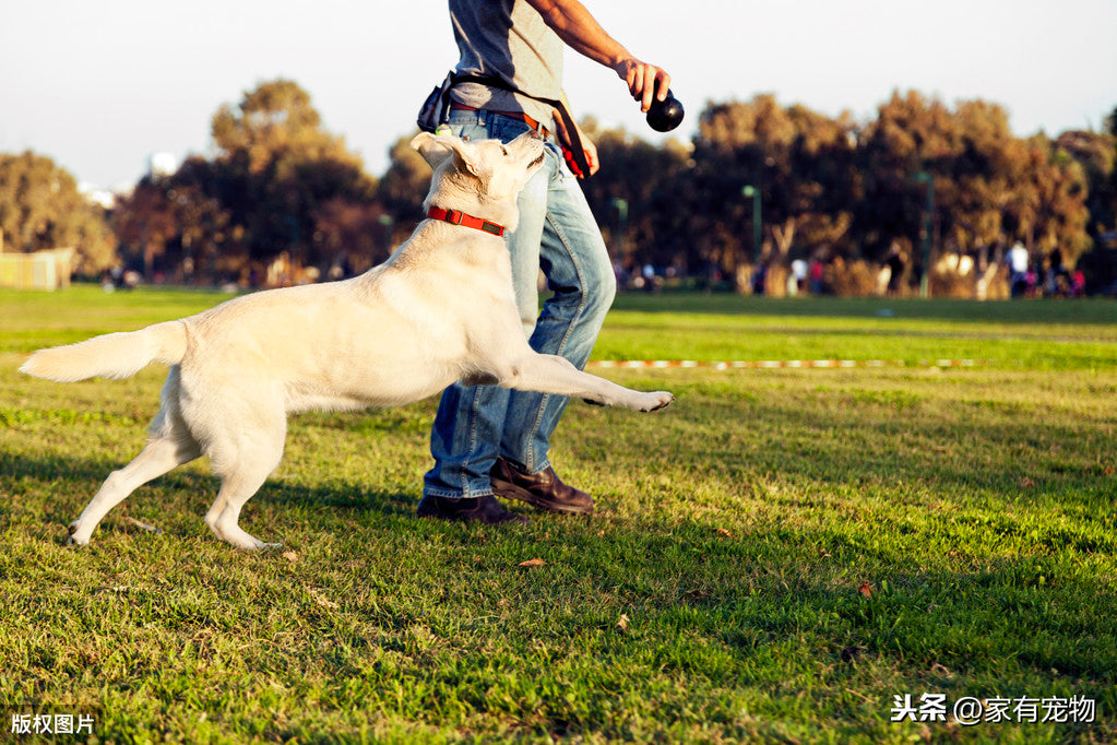 How to turn a dog into a loyal companion?