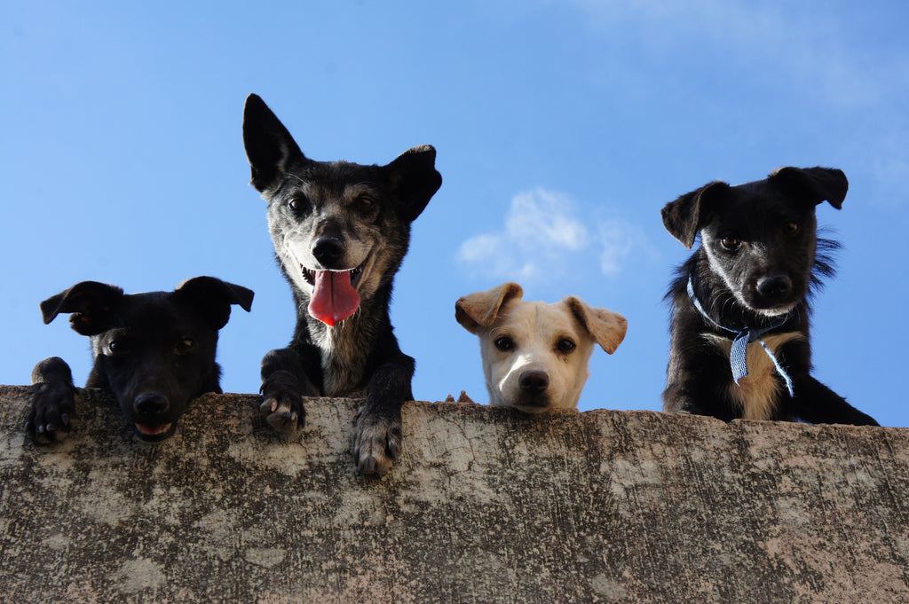 Why do other dogs bark when one dog barks? The reasons are probably these!