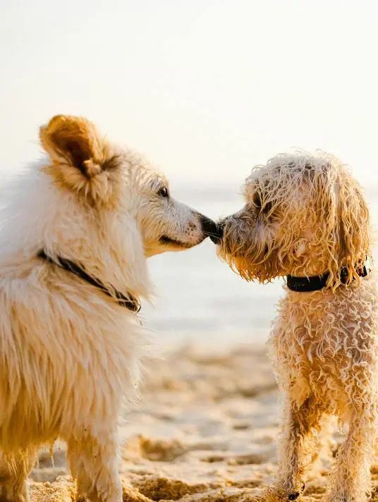 Understand the silent language of pets: Those coquettishness, teasing and deep affection that you misread.