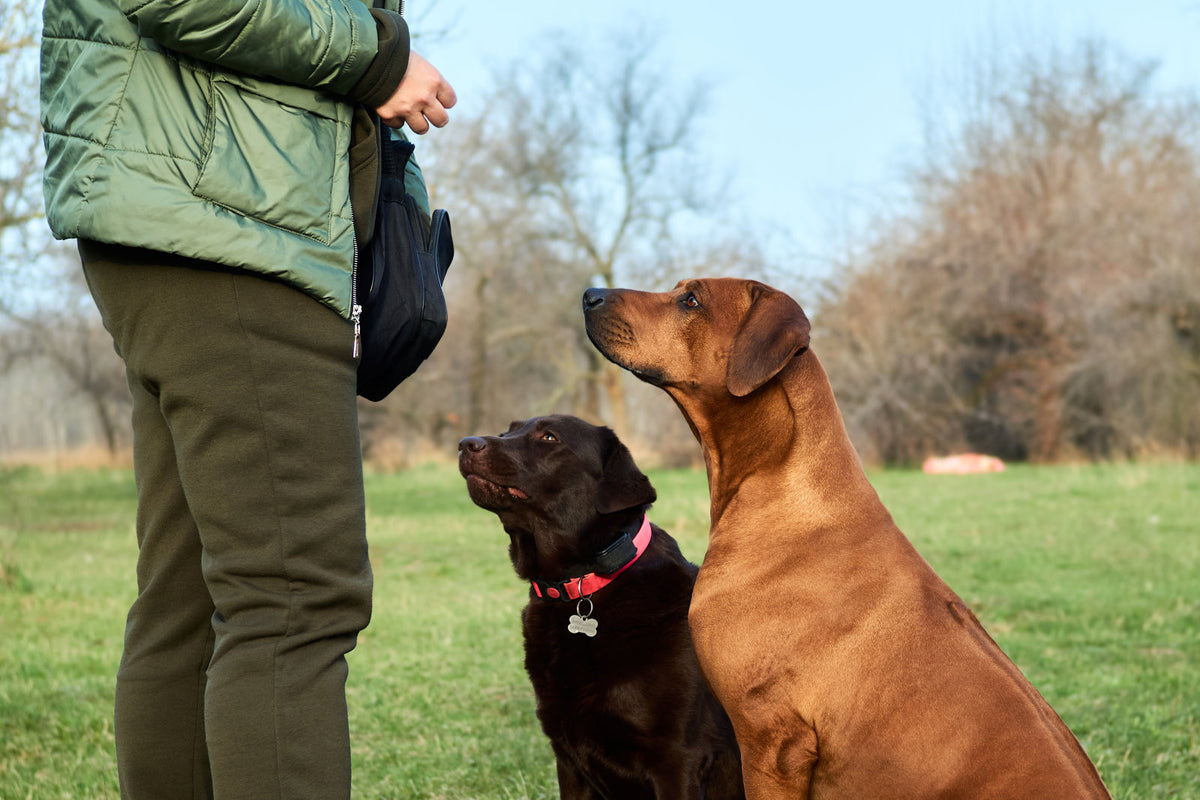 How to use remote dog training collars effectively? PaiPaitek