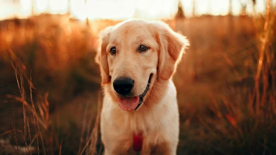 Intelligent barker, a new revolution in dog training!