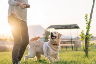 The Power of Dog Trainers: Explore the Amazing Differences in Pet Dog Behavior Transformation!