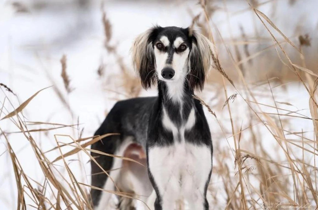 Woofstar Speed Mystery: Who is the “Bolt” of the dog world?