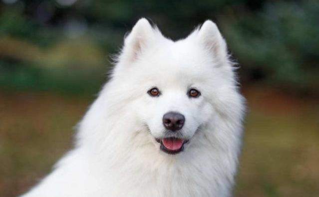 Explore intelligent dog trainers: How to make your dog obedient and obedient quickly?