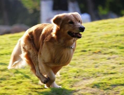 There are generally these ways for dogs to mate.
