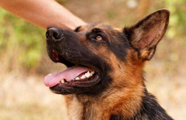 Do you know the five items that dogs fear the most?