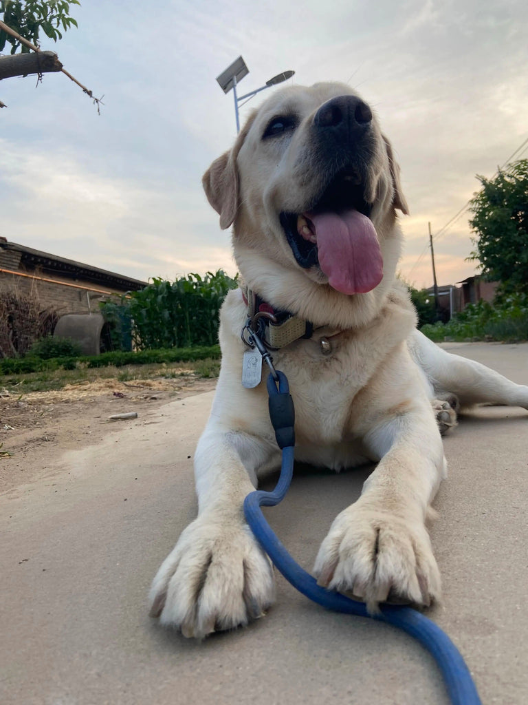 What causes dogs to dig the ground?