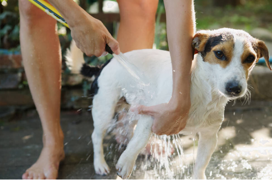 Master with a dog trainer to quickly make your dog understand your intentions!