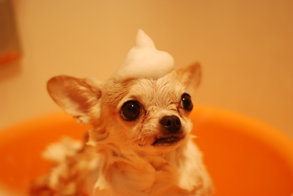 Stinky chihuahua deals