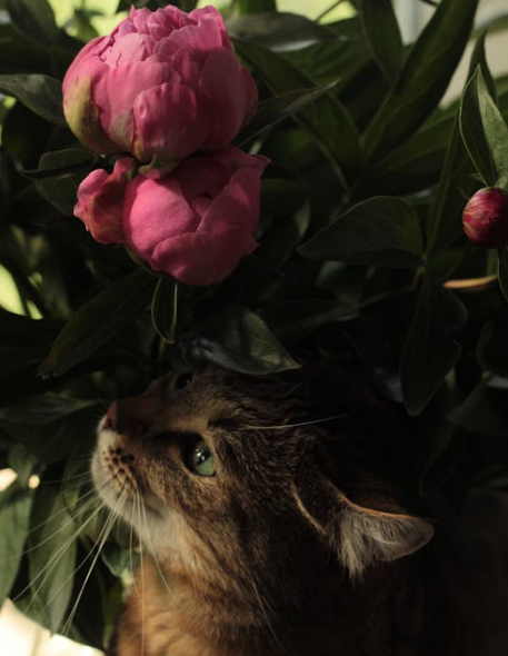 The "dog Roommate" of cats, a cross-species social guide.