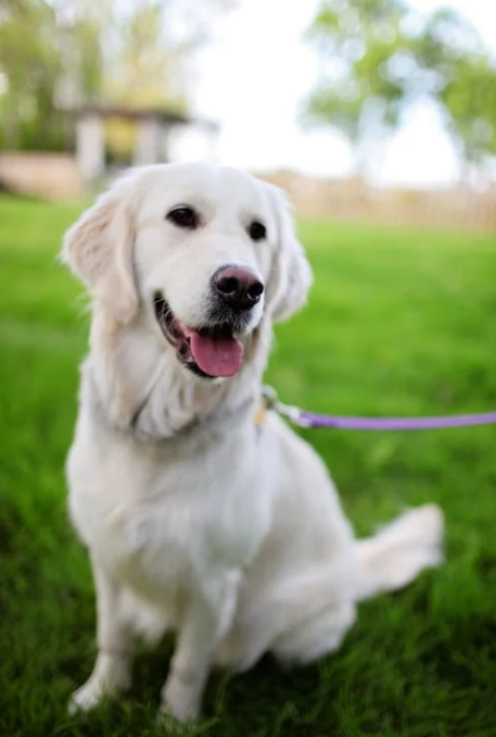 First Impression of a Stubborn Dog: These Traits Can't Be Hidden!