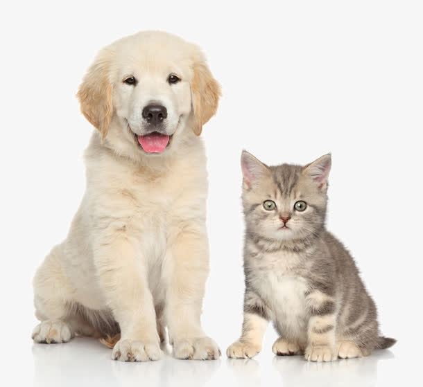 Examining the Intricate Relationship Between Cats and Dogs: Natural Adversaries or Lifelong Companions?