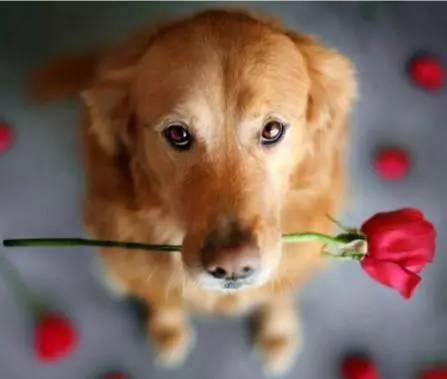 Pet upgrade, boundless love - your exclusive pet trainer!