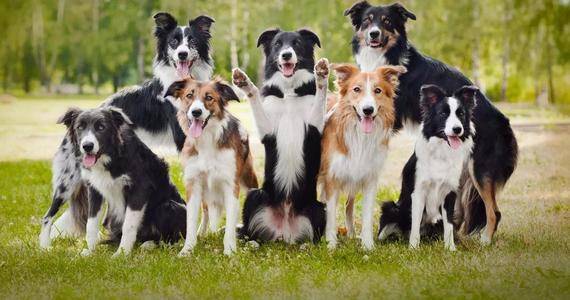 Why Socialization Training is Essential for Your Dog