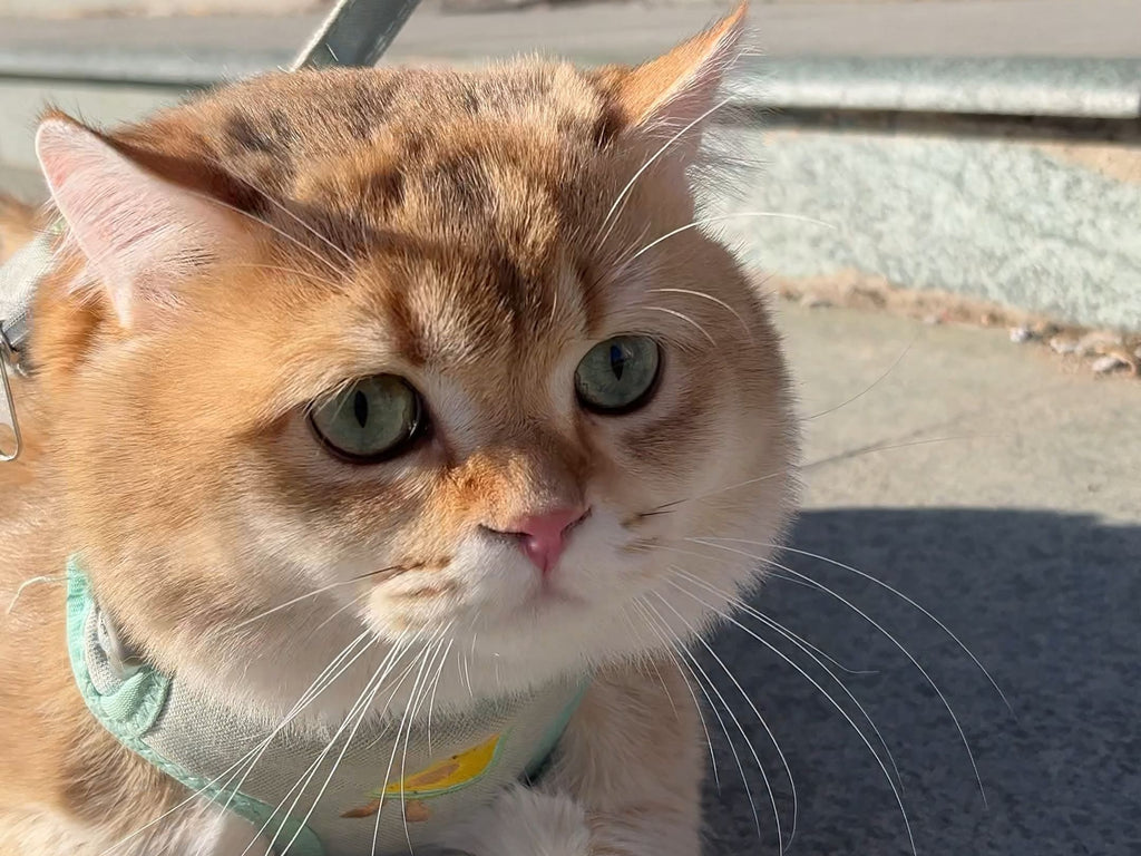Do you know which of the 9 things cats are most afraid of?
