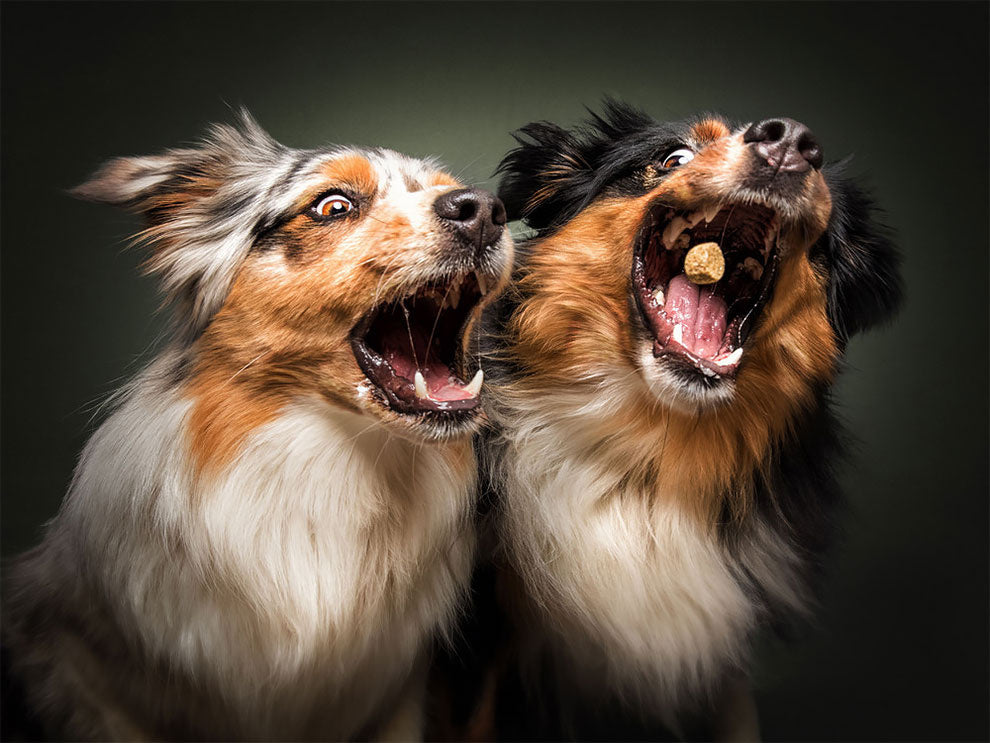 Does the dog grin at you? Don't worry, doing this will make it gentle!