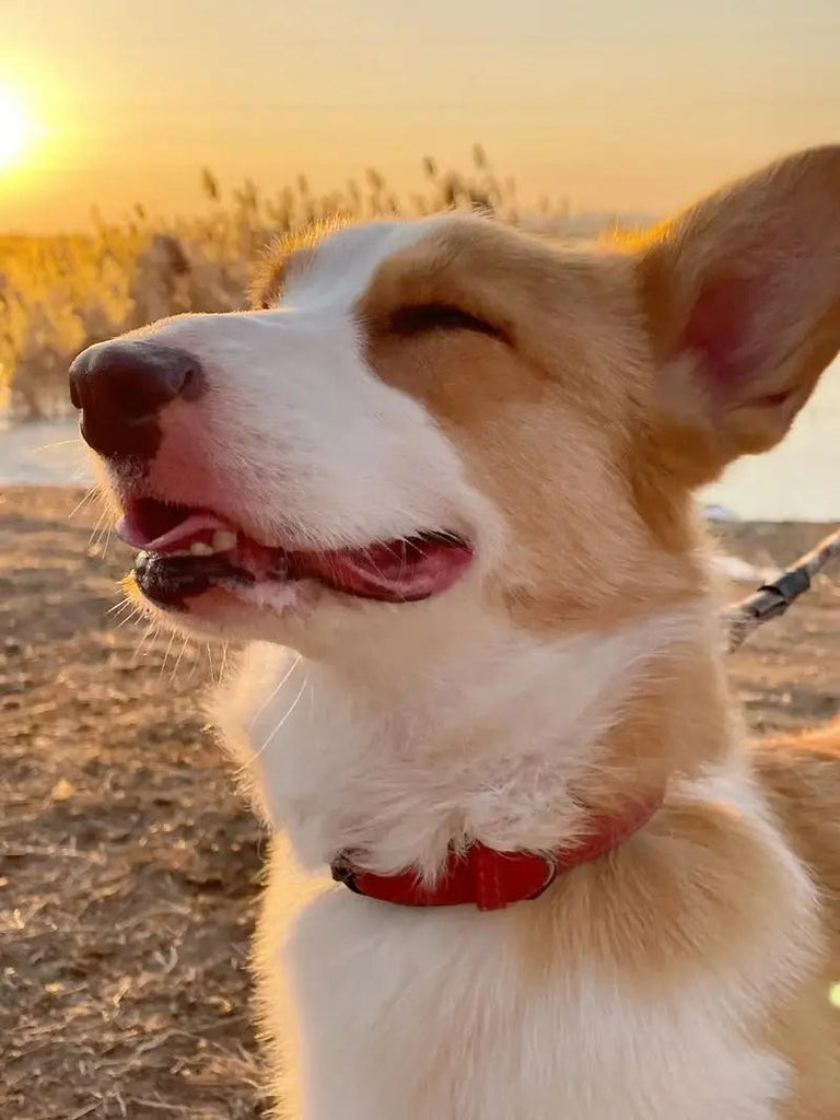 The Perfect Combination of Technology and Tools: How to Train Your Dog with a Dog Trainer