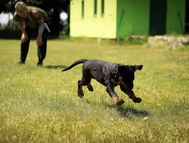 Basic Techniques for Dog Training - Even novice beginners can easily train dogs.