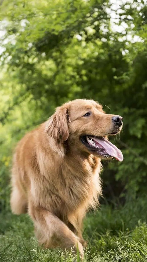 5 training techniques for dogs, recommended for beginners to collect!
