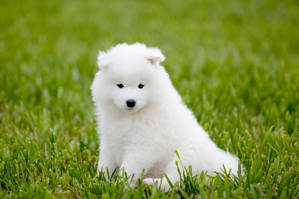 Dogs running back and forth "crazy" reasons, you know a few?
